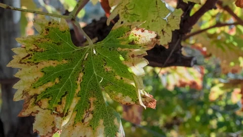 Closeup of a Grape Leaf in October, Rack Focus Stock Footage 137970441