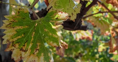 Closeup of a Grape Leaf in October, Rack Focus Stock Footage 137970654