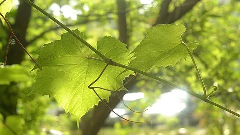 Closeup of grape leaf sways in the wind in the sun. Stock Photos