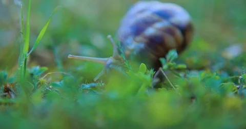 Closeup grape snail crawl in a grass Stock Footage 103317754