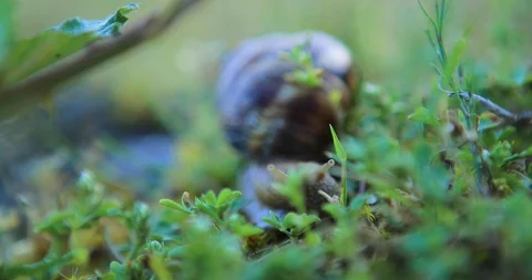Closeup grape snail crawl in a grass Stock Footage 103317830