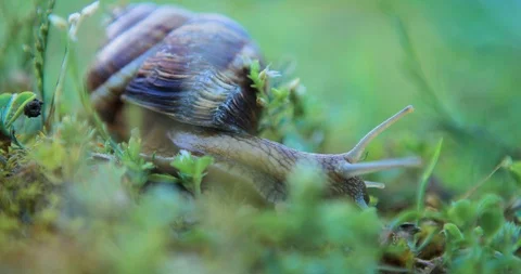 Closeup grape snail crawl in a grass Stock Footage 103317854