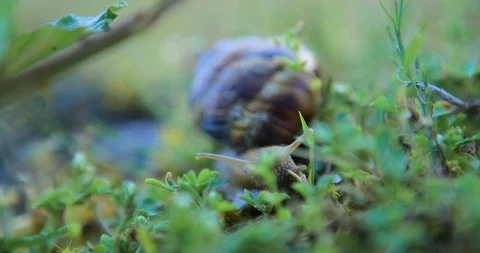 Closeup grape snail crawl in a grass Stock Footage 103317856