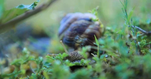 Closeup grape snail crawl in a grass Stock Footage 103317878
