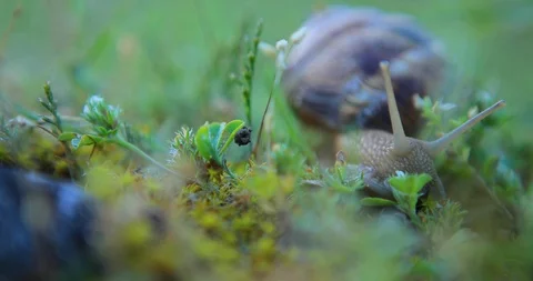 Closeup grape snail crawl in a grass Stock Footage 103317892
