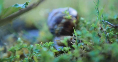 Closeup grape snail crawl in a grass Stock Footage 103317918