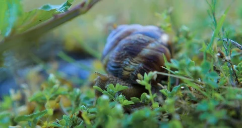 Closeup grape snail crawl in a grass Stock Footage 103317946