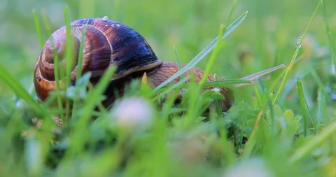 Closeup grape snail crawl in a grass Stock Footage 103471279