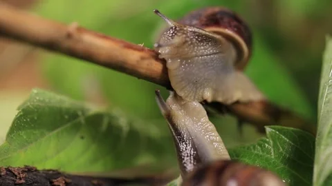 Closeup grape snail crawl over leaves Stock Footage 147987246