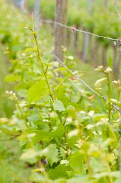 Closeup of grape vine leaves Stock Photos