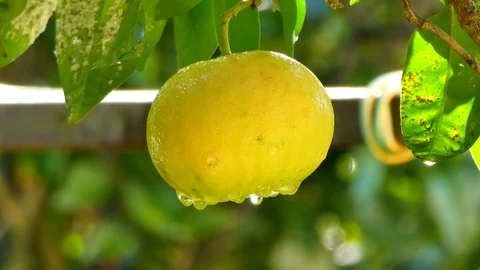 Closeup of Grapefruit on the tree after the rain Stock Footage 120872295