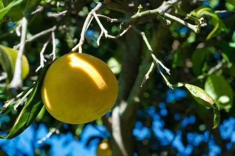 Closeup of grapefruit on the tree Stock Photos