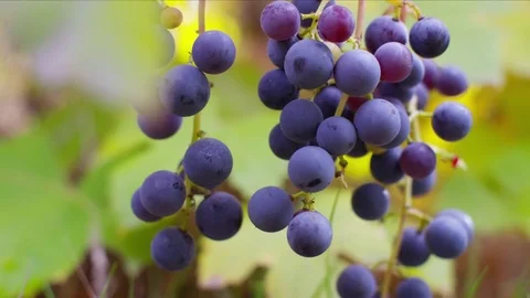 Closeup of grapes on vine in Fall Stock Footage