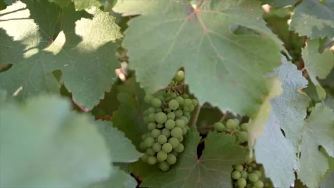 Closeup of Grapes on Vine Vidéo 276428872