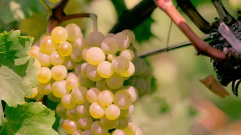 Closeup of grapes in vineyard Stock Footage 233892761