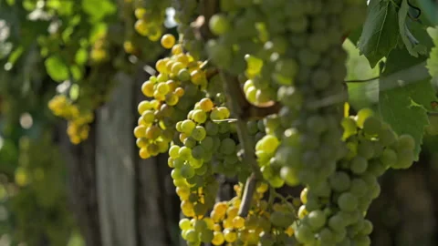Closeup of grapes in vineyard Video stock 233893488