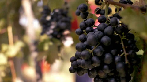 Closeup of grapes in vineyard Video stock 233893627