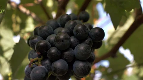 Closeup of grapes in vineyard Video stock 233894439