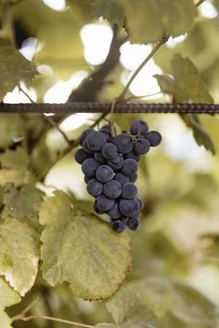 Closeup of grapes in a vineyard Stock Photos