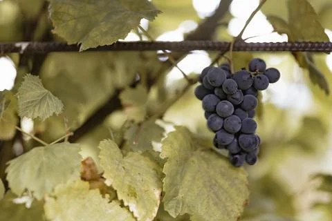 Closeup of grapes in a vineyard Stock Photos