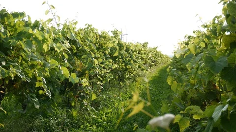 Closeup of grapes at a vinyward Stock Footage 94823196