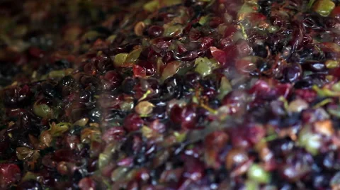 Closeup of grapes in wine making process Vidéo 45616185