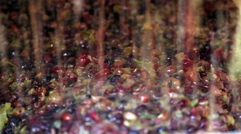 Closeup of grapes in wine making process Vidéo 45620273