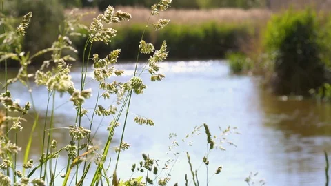 Closeup Gras weeping in wind with river in background 스톡 동영상 109604474