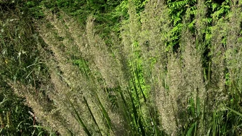 CloseUp of grasplant Stock Footage 169082267