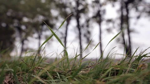 Closeup of grass blades Video stock 73004690