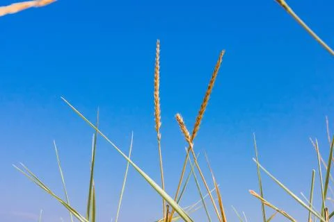 Closeup grass on a blue sky on background Stock Photos