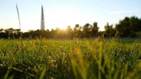 Closeup grass field and flying bugs at sunset. Stock Footage 94439780