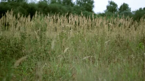 Closeup grass field Stock Footage 12411475