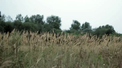 Closeup grass field Stock Footage 12411548