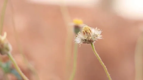 Closeup grass flower Stock Footage 171412497