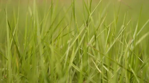 Closeup of grass.  Stock Footage 707747