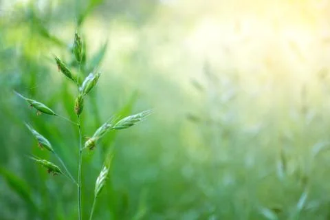 Closeup grass in the garden, plant Stock Photos