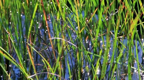 Closeup Of Grass In Lake Stock Footage 66426542