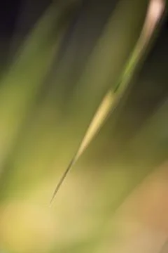 Closeup of a grass with a low depth of field Stock Photos