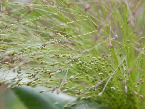 Closeup of the grass in the meadow Stock Photos