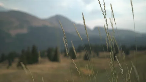Closeup of grass with mountains in background Stock Footage 125800211