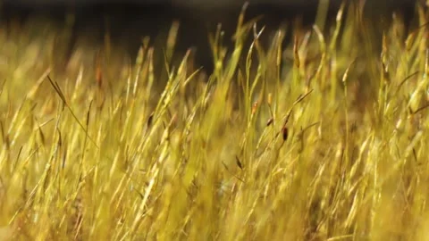 Closeup grass moved by wind Stock Footage 133228244