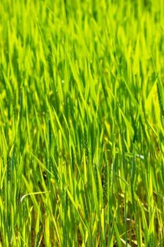 Closeup of grass Stock Photos