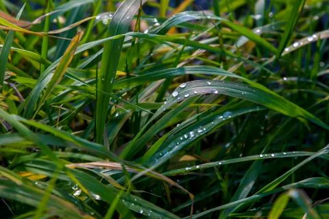 Closeup of grass with rain drops as background. Stock Photos