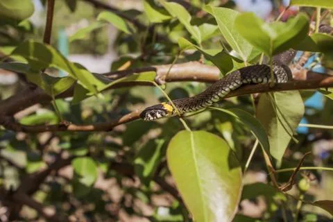 Closeup of a grass snake in the branches of a tree Stock Photos
