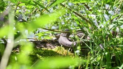 Closeup of a Grass Snake, Natrix natrix summer lithuania Stock Footage 277294718