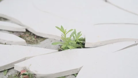 Closeup grass sprouting growing through the broken surface, natural strength 스톡 동영상 265276291
