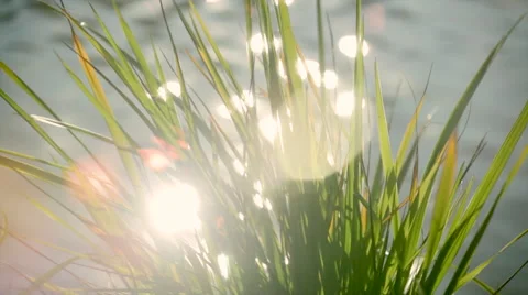 Closeup of grass in the wind with waiving water and sparkles. Vídeo Stock 47221755