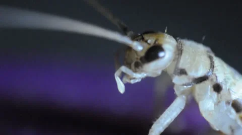 Closeup of Grasshopper activities Stock Footage 37752815