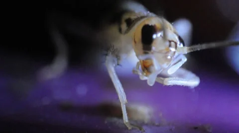 Closeup of Grasshopper activities Stock-Footage 37752876